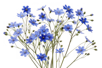 Delicate blue flax flowers with thin stems and green leaves isolated on transparent background
