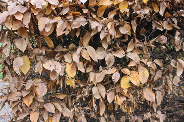 autumn leaves background