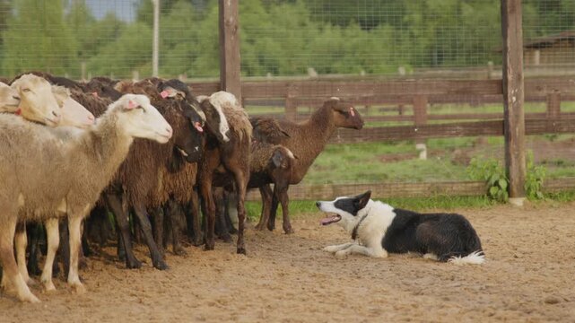 A herd of sheep is grazed by a border collie service dog during training in a pen