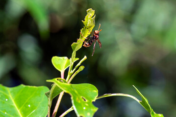 Australian hornet (Abispa ephippium)