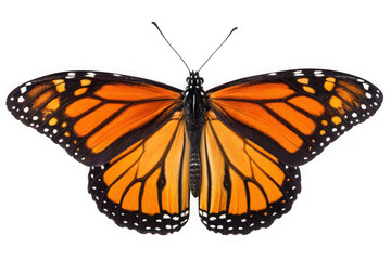 A detailed close up view of a vibrant orange monarch butterfly with black veins and white spots isolated on transparent background