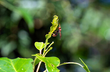 Australian hornet (Abispa ephippium)