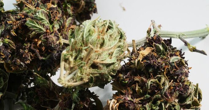 cannabis dry bud close up medical marijuana