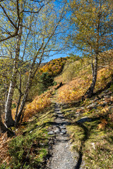 Path in the woods in autumn. Pyrenees, France. beautiful fall colors.