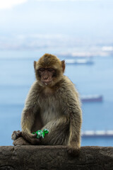 A young Barbary macaque sits on a stone wall, holding and looking at a piece of green plastic.