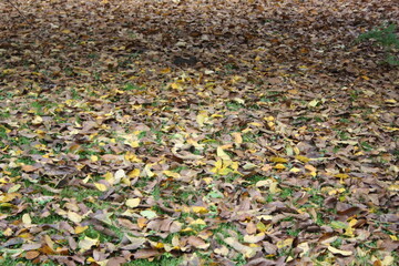 leaves on the ground