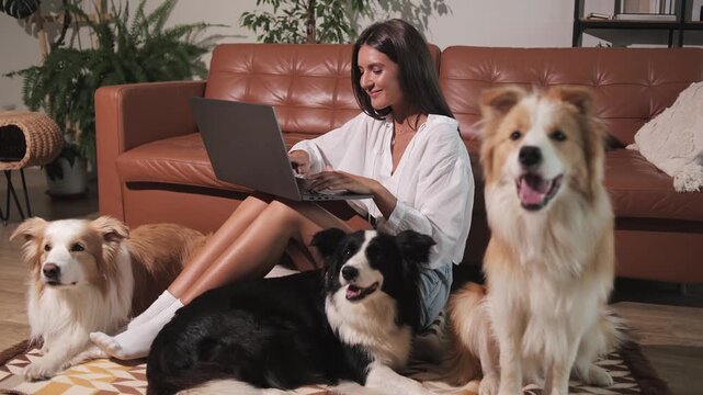 Young beautiful girl on couch with three cute red-haired and black and white Border Collie dogs. Laptop with a dog next to it. Woman work on laptop at home. Plays with the dog, petting and hugging it
