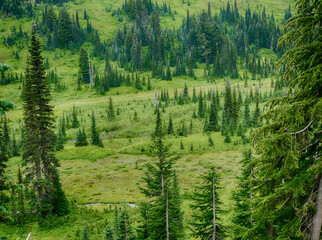 Subalpine meadow and evergreen trees growing in Paradise area on Mount Rainier, creating a...