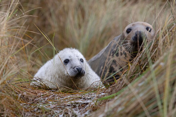 Fototapeta premium A close up portrait image of a newborn grey seal pup.