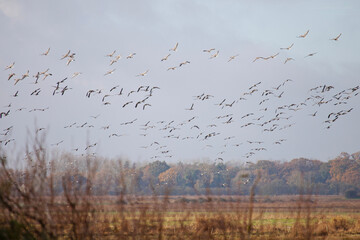 A flock of geese flying above some fields in Norfolk.