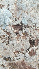 Sandstone surface covered with dead algae