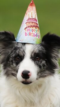 Funny cute Border Collie puppy wears a birthday hat. The adorable pet dog celebrates a Happy Birthday party with a festive and joyful atmosphere