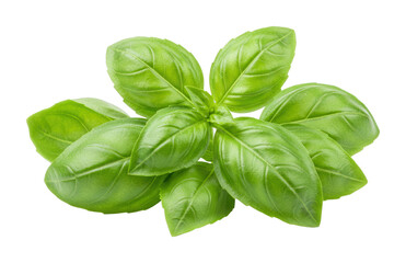 Fresh basil leaves on culinary herb kitchen natural light food. Cut out PNG