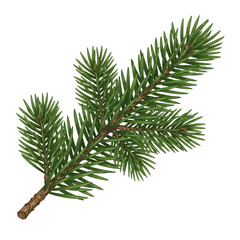 Illustration of a single green pine tree branch with needles, isolated on a transparent background, representing nature and the outdoors