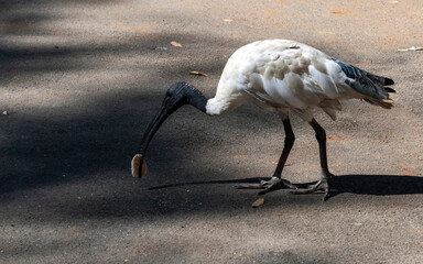 Australian White Ibis (Threskiornis molucca)