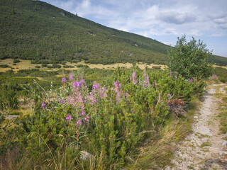 Landscape of Rila mountain near Yakoruda Lakes, Bulgaria