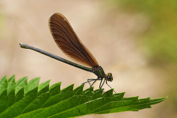 Closeup on a male Beautiful Demoiselle damselfly, Calopteryx virgo perched