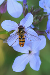 Closeup on a marmalade hoverfly, Episyprhus balteatus on a purple flower