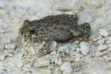 Closeup on a juvenile green toad, Bufotes viridis, in Bulgaria