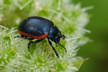 Naklejka premium Closeup on a colorful black and red leaf beetle, Chrysolina species