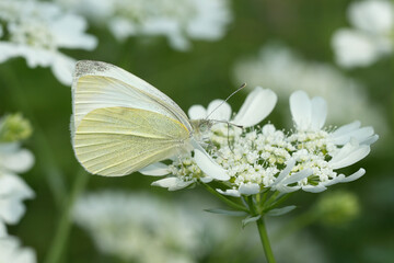 Closeup on a European small white butterfly, Pieris rapae on a white flower