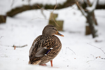 A duck in the snow in the park in winter