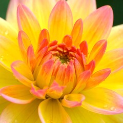 Fototapeta premium Close-up Dahlia bloom