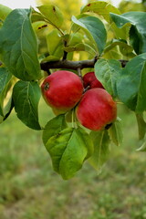 Three red apples on a tree branch
Close-up photograph of three ripe red apples hanging on a tree branch with blurred green background.