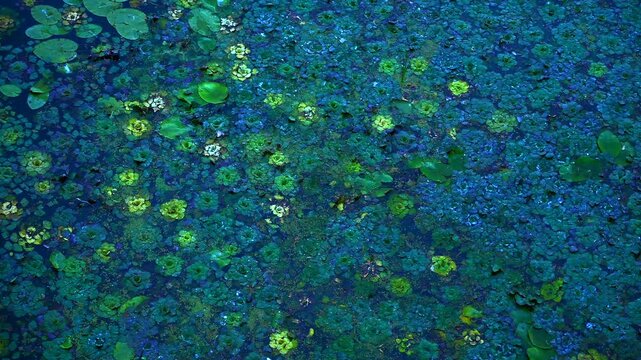 Green and blue algae blooming across still pond water, forming swirling surreal pattern with organic color gradients and natural textural complexity