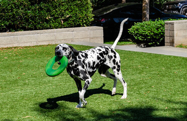 Dalmatian dog playing with green ring toy on grass in sunny park, active playful pet outdoors