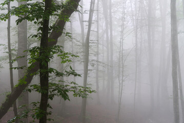 Foggy forest with vertical tree trunks fading into mist, creating a calm natural background and...