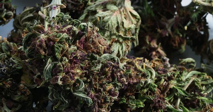 cannabis dry bud close up medical marijuana