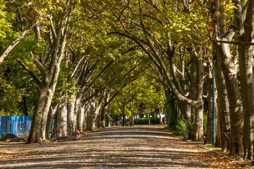 Naklejka premium Beautiful alley in Városliget City Park with plane trees forming a natural canopy, sunlight filtering through yellowing leaves creating patterns on fallen foliage. Budapest, Hungary.