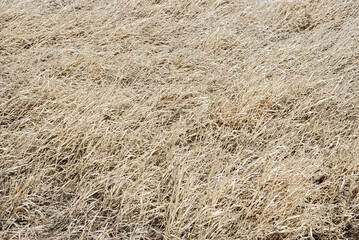 Close-up texture of dry yellow grass, showing detailed natural patterns and rustic blades, ideal for backgrounds, design, and landscape texture use.