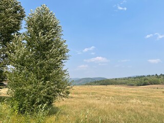 Obraz premium landscape with trees