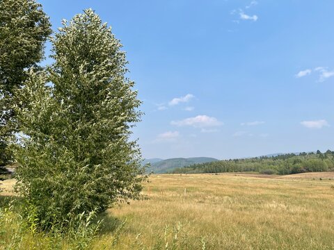 landscape with trees