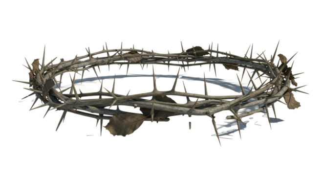 A close up view of a crown of thorns with sharp spikes and small leaves on a black background space