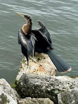 cormorant