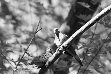 Parc Maritime Nicolet 22 Août 2025 N&B