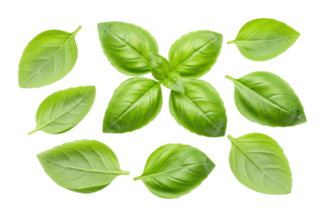 Fresh basil leaves arrangement kitchen counter botanical natural light top-down culinary inspiration. Cut out PNG