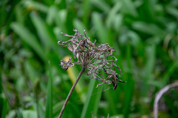Dried seeds of an Agapanthus flower on a thin stalk, with a blurred background of green leaves. The image portrays the plant's life cycle.
