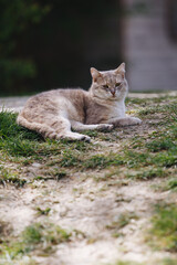 Relaxed Cat Lying on Grassy Ground Outdoors