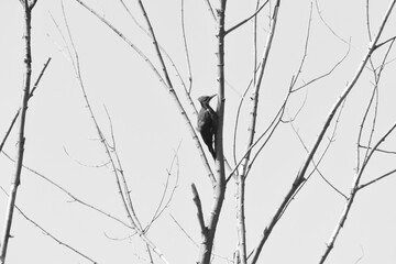 Parc Maritime Nicolet 22 Août 2025 N&B