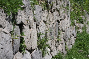 tree bark texture