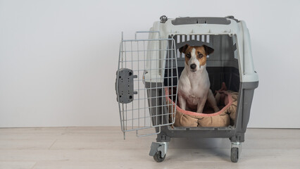 Jack Russell Terrier Dog in Pet Travel Box. 