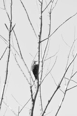 Parc Maritime Nicolet 22 Août 2025 N&B