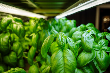 Genovese Basil juicy green leaves germinate under artificial phyto lamps in greenhouse, closeup....
