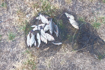 Different fish in a net after fishing on the river, lake, crucian carp, perch