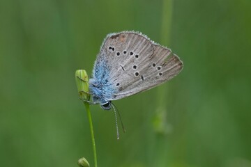 Closeup on a European Mazarine blue butterfly,  Cyaniris semiargus with closed wings