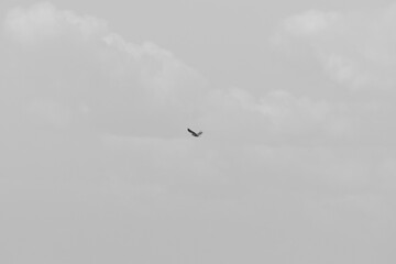 Parc Maritime Nicolet 22 Août 2025 N&B